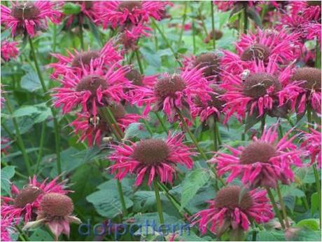 Busy bee balm flowers (Monarda)