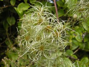 Clematis vitalba seed head (13/09/2011, Southend On Sea)