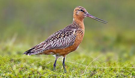 The Toughest Little Bird You've Never Heard Of