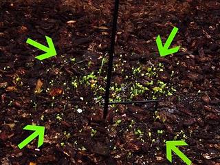 Birdseed sprouts!