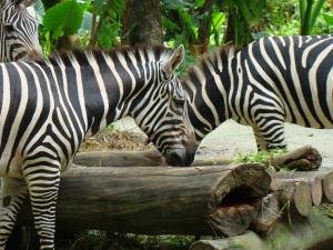 It’s One of the Best! The Singapore Zoo