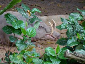 It’s One of the Best! The Singapore Zoo