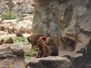 It’s One of the Best! The Singapore Zoo