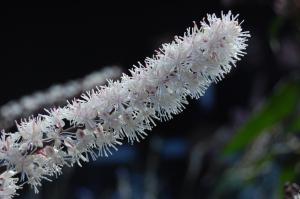 Actaea racemosa 'James Compton' flower (17/09/2011, London)