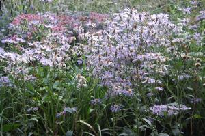 Aster macrophyllus 'Twilight' (17/09/2011, London)