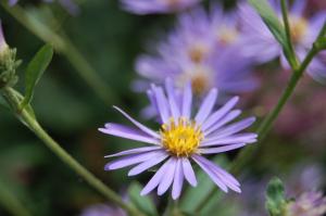 Aster macrophyllus 'Twilight' flower (17/09/2011, London)