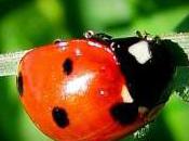 Featured Animal: Ladybird