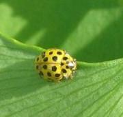 Ladybird