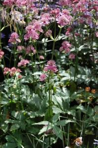 Astrantia major (17/09/2011, London)