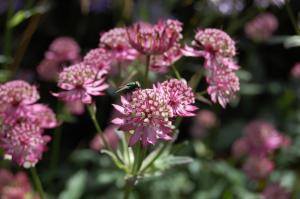 Astrantia major flower (17/09/2011, London)