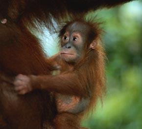 Please Help... Trilogy Campaign to Save Endangered Orangutans in Borneo!
