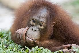 Please Help... Trilogy Campaign to Save Endangered Orangutans in Borneo!