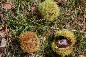 Castanea sativa nuts (17/09/2011, London)