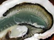 Featured Animal: Oyster