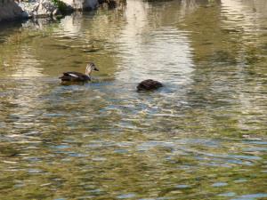 A Stream in Seoul