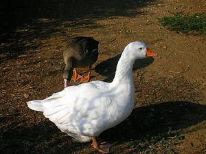 White goose