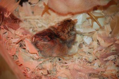 Last night the second egg hatched! Our lovely lady hen, Goldie,...