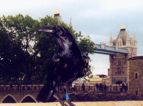 A Raven @ The Tower Of London