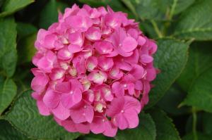 Hydrangea macropyla flower (17/09/2011, London)