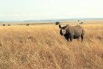 Black Rhino, Kenya