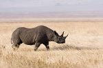 Black Rhino, Tanzania