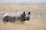 Black Rhino, Tanzania