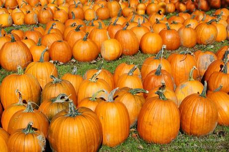 Lowell, Indiana: Norm's Pumpkin Patch