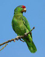 Green-Cheeked Parrot