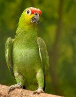 Green-Cheeked Parrot