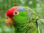 Green-Cheeked Parrot