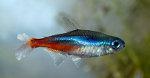 Neon Tetra