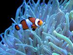 Clownfish