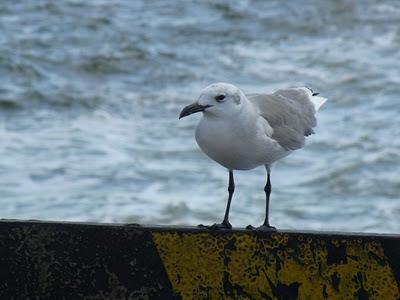 Galveston, oh Galveston...