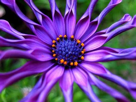 Amazing Pictures Of Flowers 23