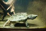 Alligator Snapping Turtle