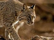 Bobcat Resilient Predator North America