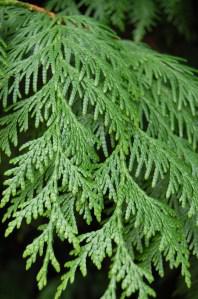 Thuja plicata leaf (17/09/2011, London)