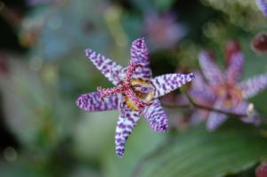 Tricyrtis formosana flower (17/09/2011, London)