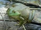 Featured Animal: Bullfrog