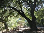 Botanical Garden, Berkeley: Plant Lover's Paradise