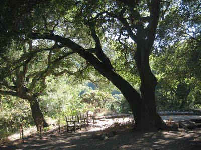 UC Botanical Garden, Berkeley:  A Plant Lover's Paradise