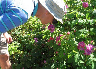 UC Botanical Garden, Berkeley:  A Plant Lover's Paradise