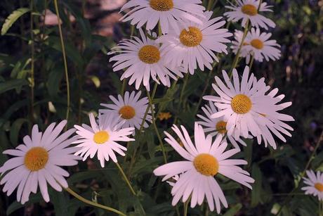daisies