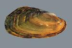 Dwarf Wedgemussel