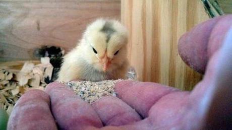 Baby Chick