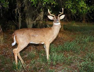 Unscrupulous Hunters Caught Shooting Mechanical Deer