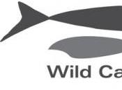 “Wild Catch” Opens Denver, Offering Sustainable Seafood