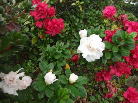 A Guernsey Garden in early October…