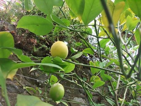 A Guernsey Garden in early October…