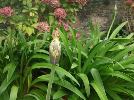 A Guernsey Garden in early October…